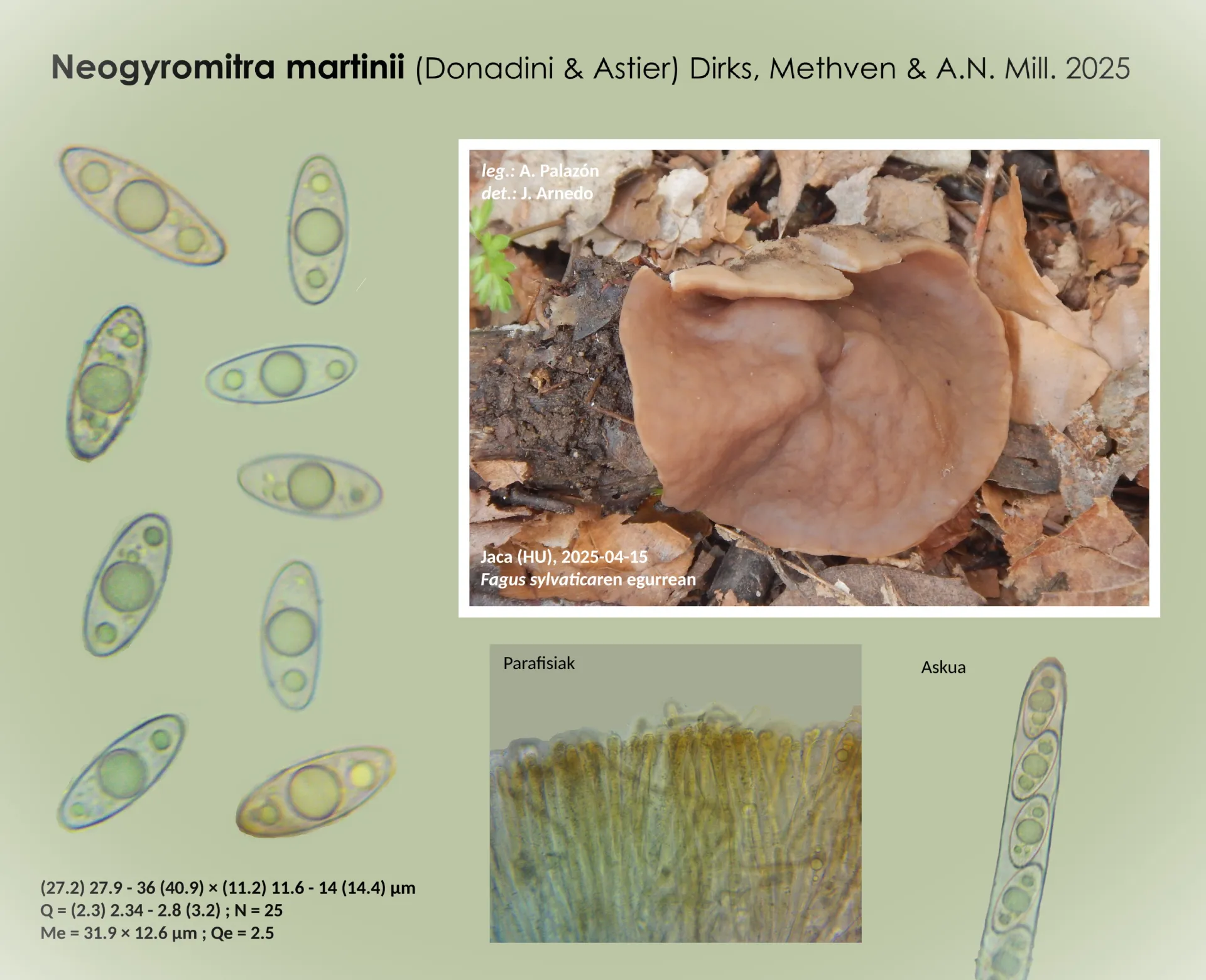 Microscopía de Discina martinii - Neogyromitra martinii